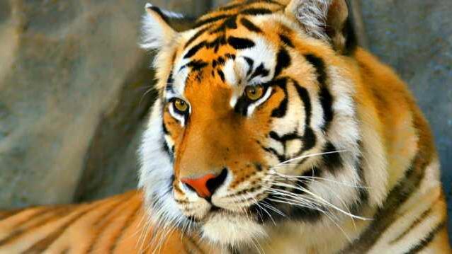 Riprese le ricerche della tigre tra Prato e Vaiano
