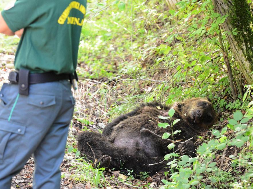 Martedì arriva l’orso ucciso in Abruzzo 