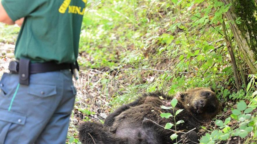 Martedì arriva l’orso ucciso in Abruzzo
