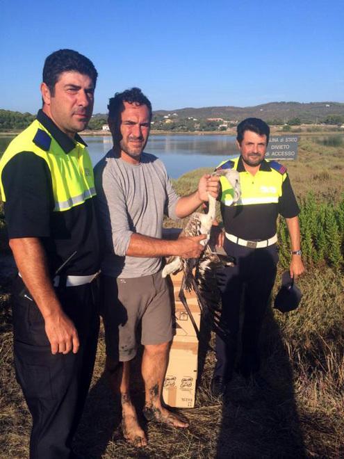 Giovane fenicottero ferito all’ala, forse non volerà più 