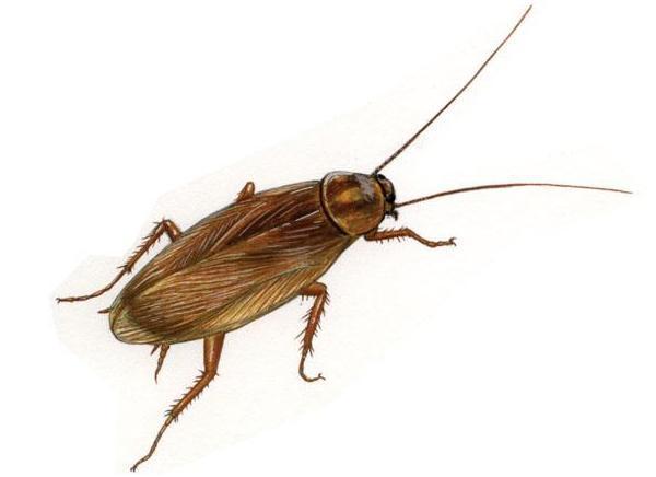 Un condominio infestato dagli scarafaggi 