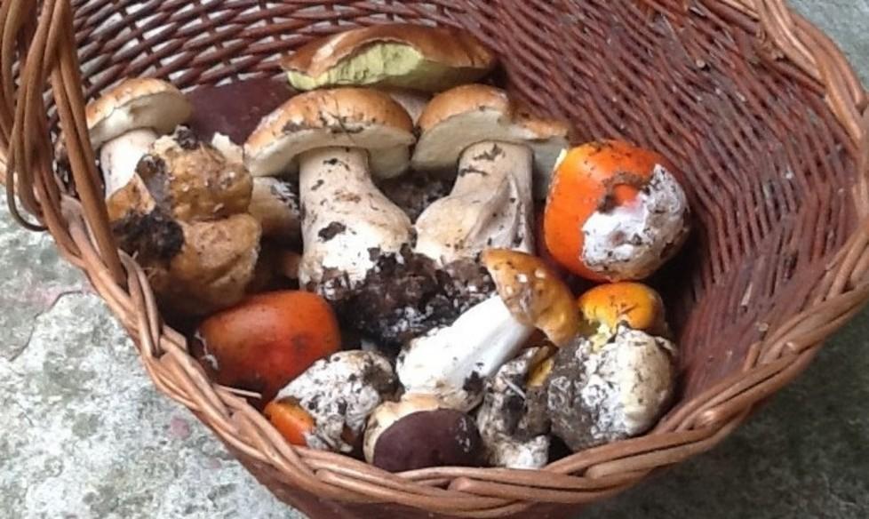Regole e limiti per la raccolta dei funghi