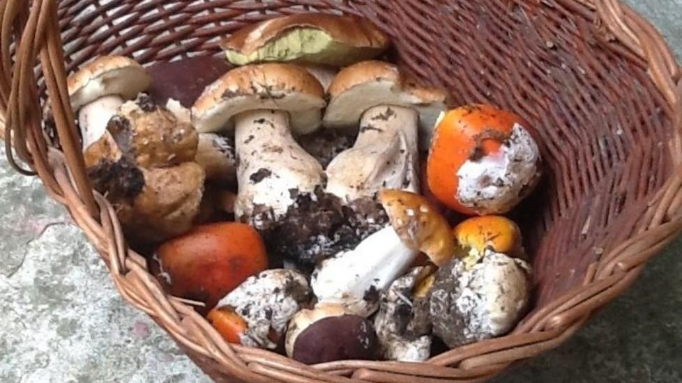 Regole e limiti per la raccolta dei funghi