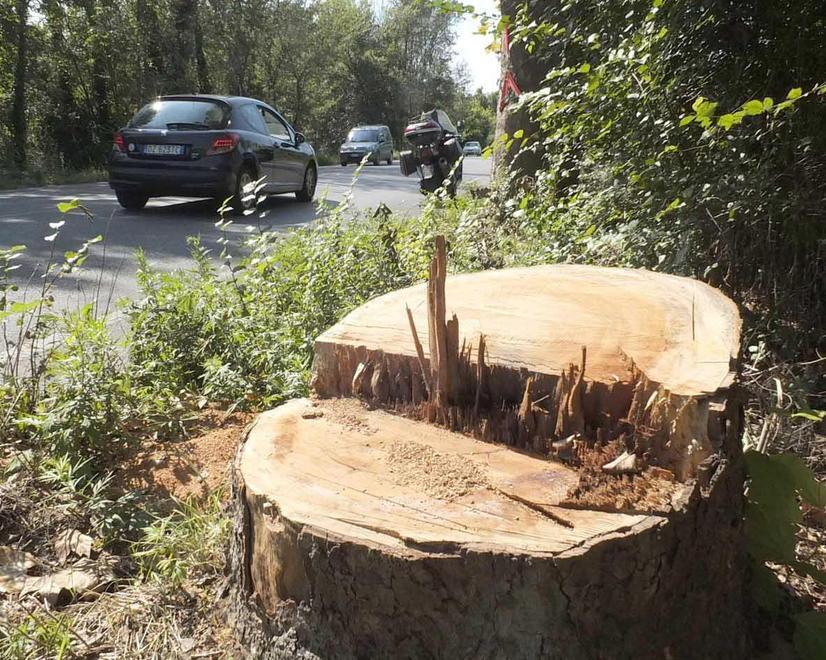 Abbattuti 34 platani sul viale D'Annunzio colpiti dal cancro colorato 