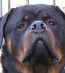 Rottweiler aggredisce passante e il suo cagnolino
