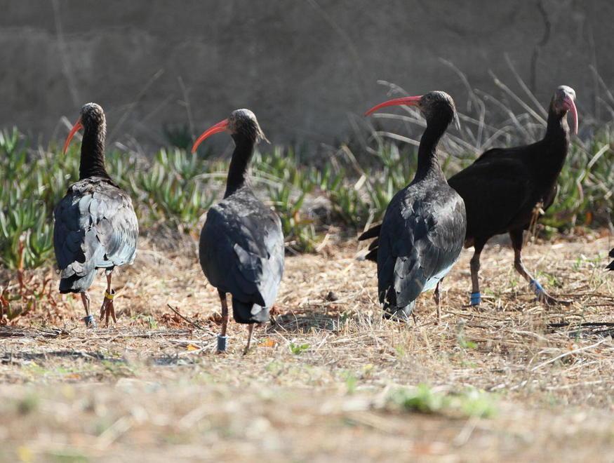 Quattordici ibis eremiti atterrati in laguna