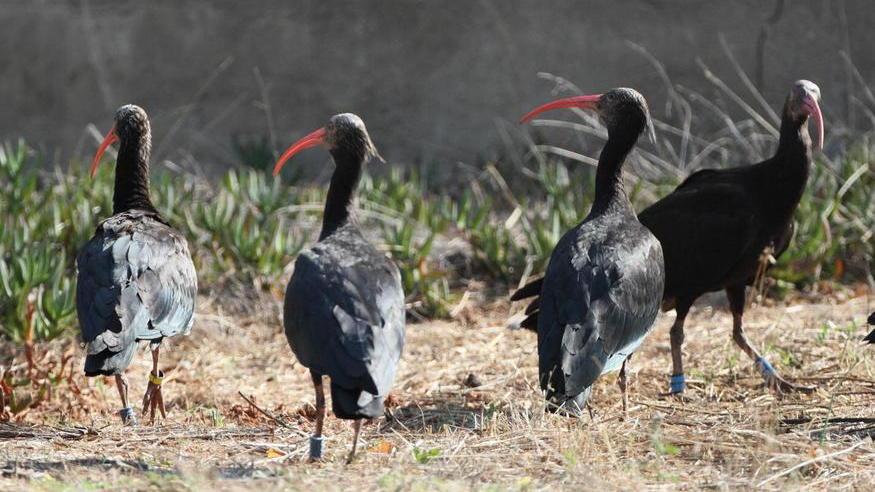 Quattordici ibis eremiti atterrati in laguna