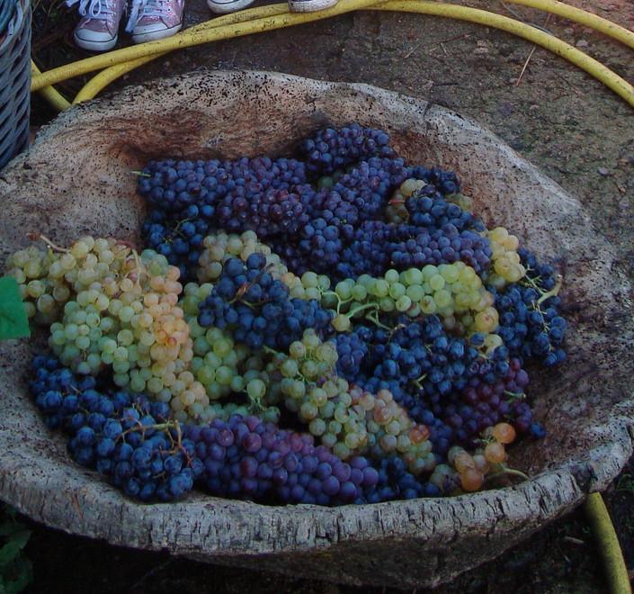 “Il percorso del moscato”, l’uva si pigierà in piazza 