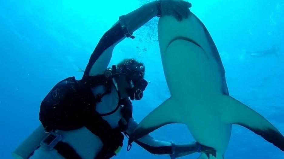«Con la mia tecnica farò addormentare gli squali ai Caraibi»