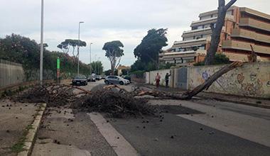 Un grande pino cade sulla strada a Banditella 