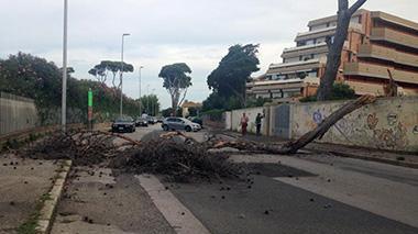Un grande pino cade sulla strada a Banditella
