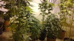 Piante di marijuana e hashish nel salottino della casalinga