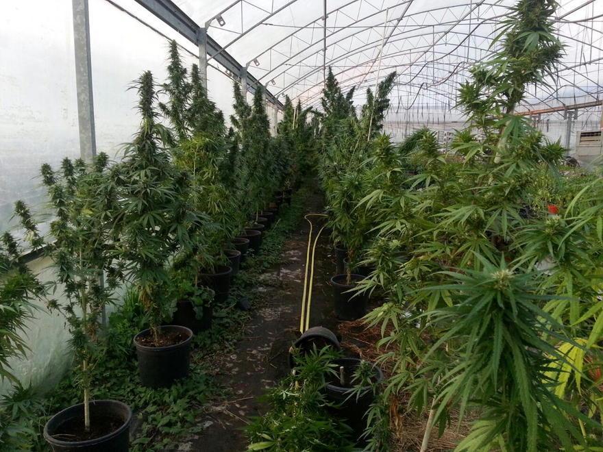A Massarosa la serra che produceva marijuana 