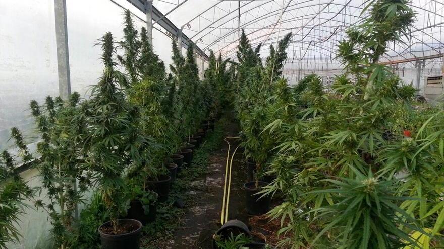 A Massarosa la serra che produceva marijuana