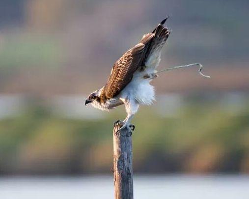 Uno scatto su un momento intimo del falco pescatore 