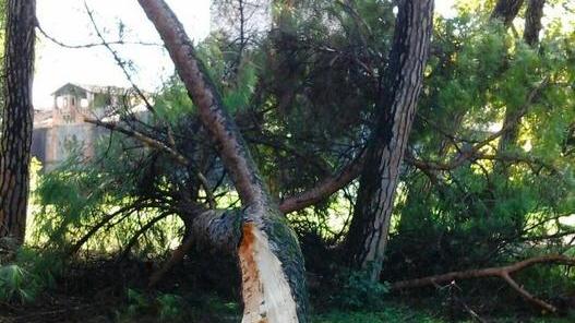 «Manca la pianificazione del verde»