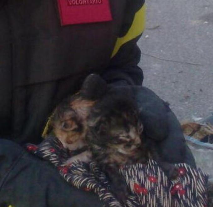 Gatti gettati vivi nel cassonetto