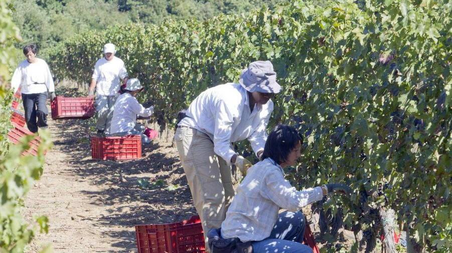 La vendemmia divide tra scontenti e soddisfatti