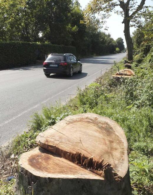 Abbattuti 34 platani sul viale D’Annunzio Altri 46 a ottobre 