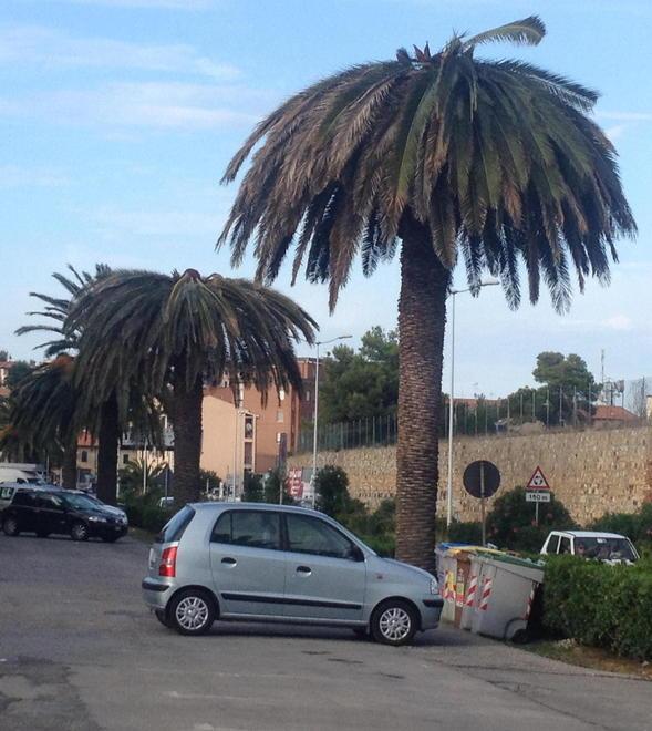 Altre piante infestate dal punteruolo rosso