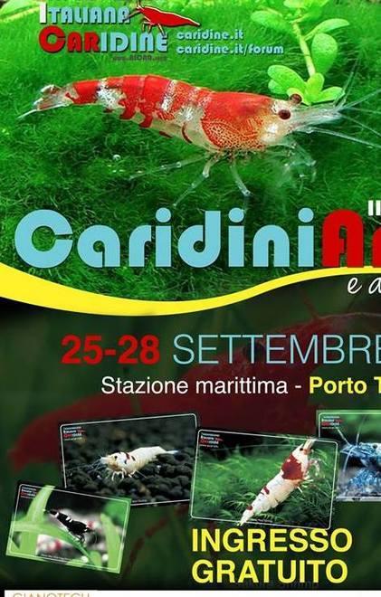 I pesci combattenti e le Caridine 