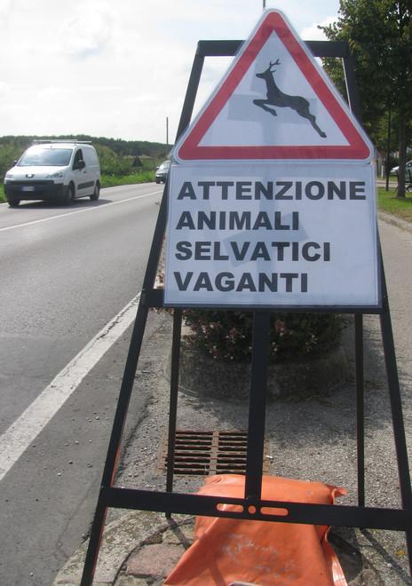 Daini fuggiti, arriva l'esperto