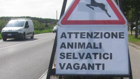 Daini fuggiti, arriva l'esperto