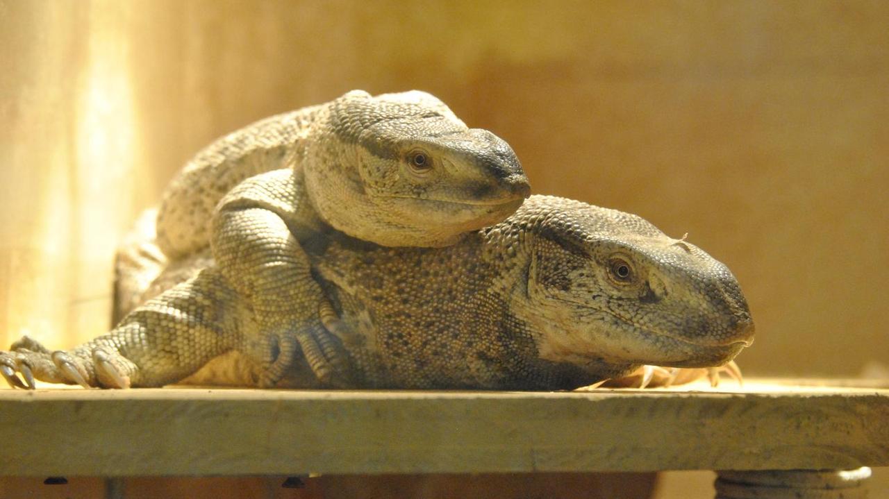 Ginger e Fred divi del nuovo rettilario di Galceti