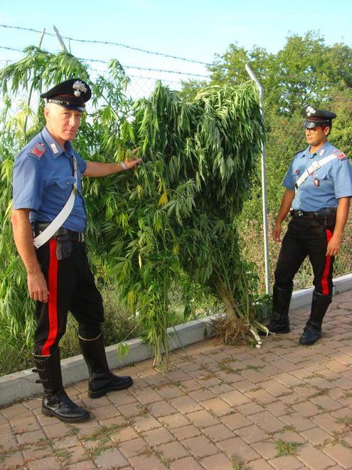 Coltivano marijuana nel giardino del padre anziano 