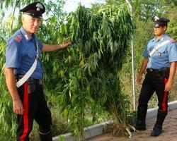 Andavano a trovare l’anziano padre per coltivare marijuana 