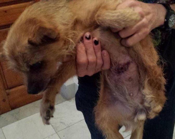 Cane aggredito da un cane più grosso e la padrona se la dà a gambe 