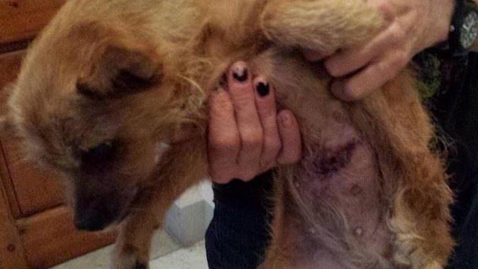 Cane aggredito da un cane più grosso e la padrona se la dà a gambe