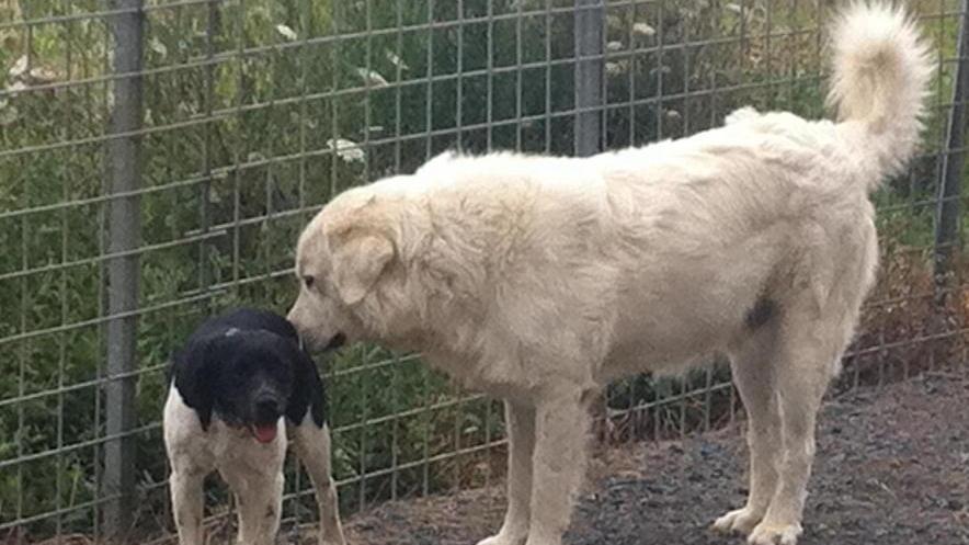 Uccisi con le polpette Rubi e Bo’ avvelenati
