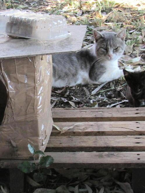 «Una colonia felina tenuta proprio bene» 