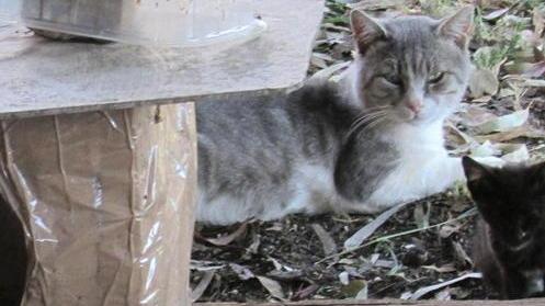«Una colonia felina tenuta proprio bene»