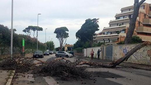 Crolla un pino paura a Banditella