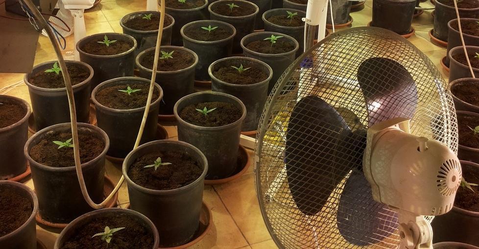 Droga, 200 piante coltivate in casa 