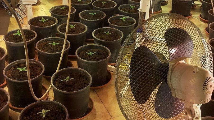 Droga, 200 piante coltivate in casa 