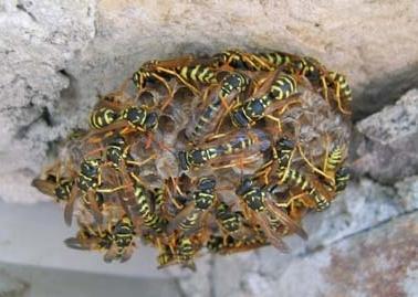 Punto da una vespa, muore ex operaio 