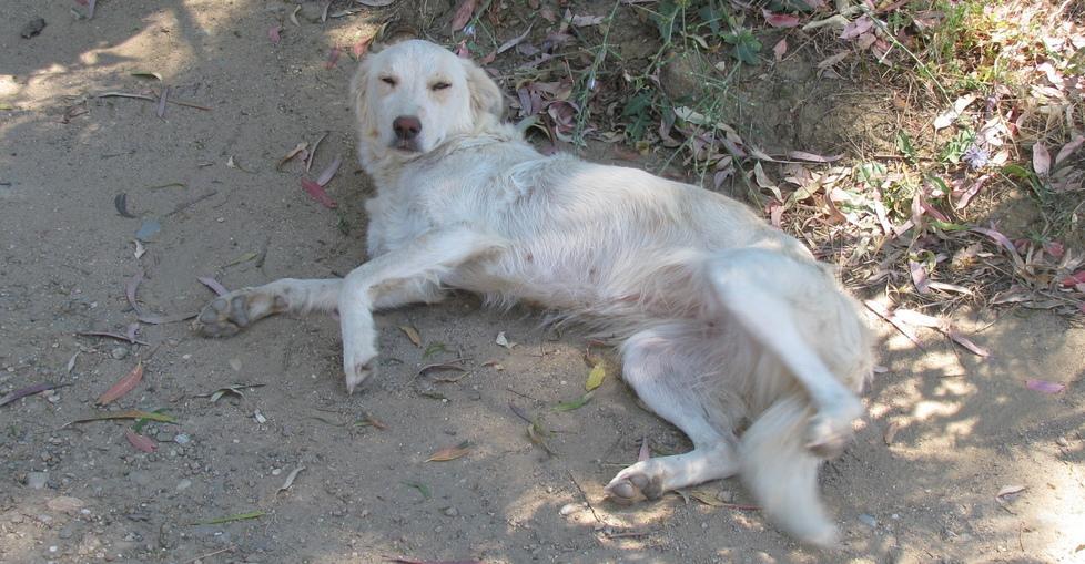 Cani avvelenati con bocconi, allarme nel rione Sa sedda