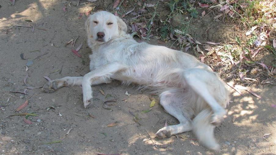 Cani avvelenati con bocconi, allarme nel rione Sa sedda