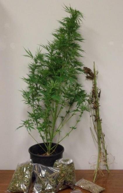 Coltiva marijuana Arrestato un 60enne
