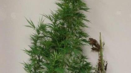 Coltiva marijuana Arrestato un 60enne