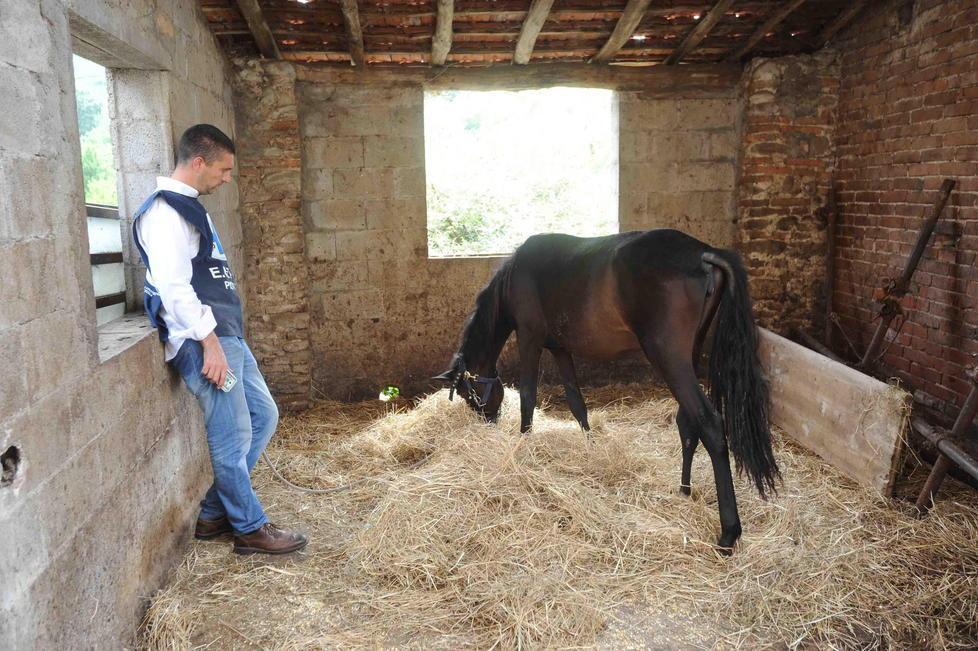 Cavalli malnutriti, l’Enpa chiede il mantenimento del sequestro 