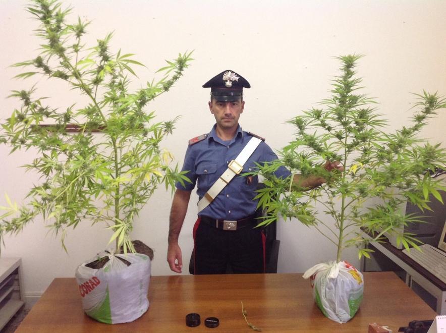 Coltivava la droga accanto a casa, denunciato 