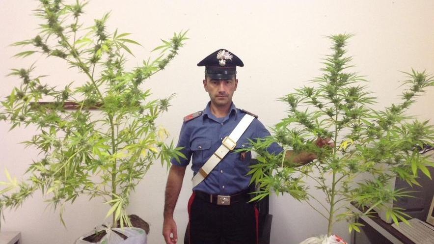 Coltivava la droga accanto a casa, denunciato