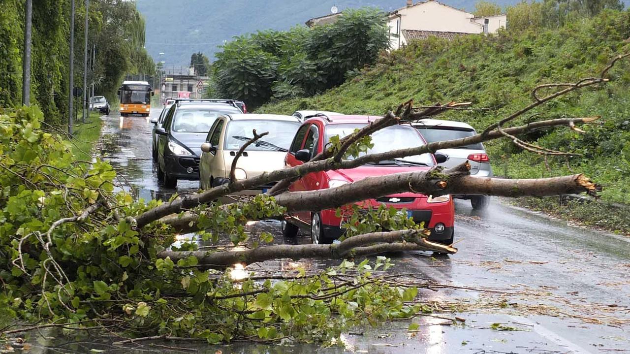 Tromba d'aria e temporale: allagamenti, alberi abbattuti, tetti danneggiati