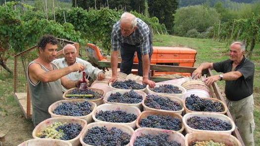 Il vino è in salvo nonostante l’estate pazza e piovosa
