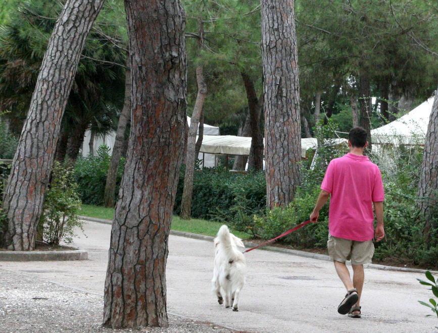 Nelle polpette avvelenate anche dei pezzi di vetro 
