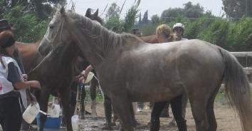 Il Comune aderisce al progetto “Ippottyr 2” della Provincia